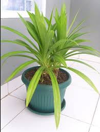 Daun pandan sering dibutuhkan untuk keperluan membuat kolak atau kue manis lainnya terutama pada bulan puasa untuk sajian takjil pembuka puasa. Cara Menanam Daun Pandan Di Pot Daun Wangi Tebal Lebat