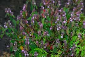 Image result for Justicia phyllostachys