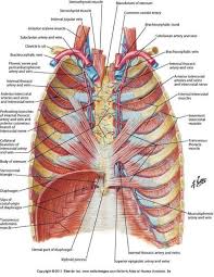 We cover the different bones that make up the rib cage and some of the functions. Human Anatomy Rib Cage Organs Koibana Info Human Skeleton Anatomy Human Anatomy Human Body Anatomy