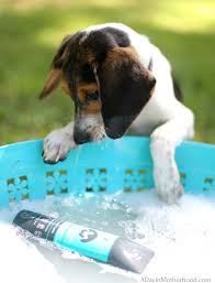 A licensed vet will answer you now. How Often Should I Bathe My Puppy