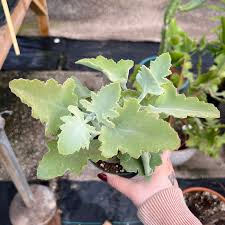 Image result for Kalanchoe
