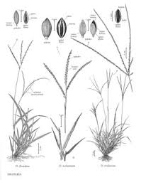 Image result for Digitaria complanata