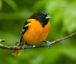 Black Bird With Orange Head Baltimore Oriole Bird Google Search Birds Baltimore Orioles Birds Backyard Birds