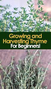 Beginners Guide To Growing And Havesting Thyme Thyme Plant Growing Organic Herbs Medicinal Herbs Garden