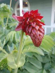 Image result for Melianthus major