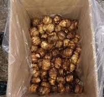 2023 New Crop Premium Quality Authentic Bulk Packing Fresh Taro 100% Nature