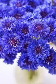 Beautiful Flowers On Twitter Blue Garden Summer Flowers Beautiful Flowers