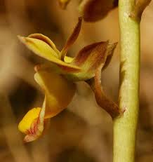 Image result for Eulophia tuberculata
