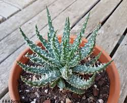 As long as it's about succulents you fast draining mineral mix, water when dry, keep in a sunny spot, and protect from freezing temps. Aloe Humilis X à¸ž à¸Šà¸­à¸§à¸šà¸™ à¸³