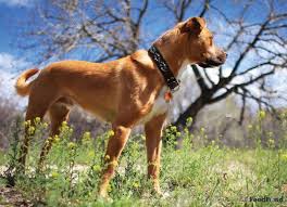 They are an active breed that craves attention and needs plenty of exercise. 17 German Shepherd Pitbull Mix Ideas Pitbull Mix German Shepherd Shepherd
