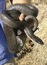 Black Rat Snake The Pet Wiki