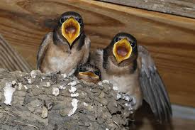 Immunity, growth and begging behaviour of nestling barn swallows hirundo rustica in relation to hatching order. Barn Swallow Chicks Hirundo Rustica On Nest Stock Image Image Of Behavior Nature 122930155
