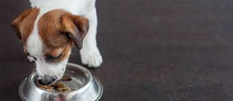 Cesar dog food and treats are so yummy and nutritious that even the pickiest of eaters will love and eat every last morsel. Cesar Dog Food Review Dog Food Reviews Dog Food Recipes Food Reviews