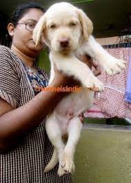 We did not find results for: Labrador Puppies For Sale In Chennai