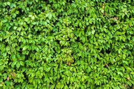 Texture mapping branch leaf tree shrub, branch, leaf, branch png. Natural Leaves Texture Of Green Hedge Background Stock Photo Picture And Royalty Free Image Image 86581836