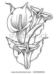 Gerelateerde Afbeelding Lilies Drawing Pencil Drawings Of Flowers Lilly Flower Drawing