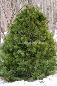 White Pine Christmas Tree White Pine Christmas Tree Flower Stock Photography Planting Flowers