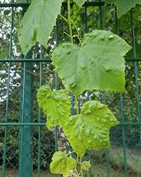 Image result for Colomerus vitis