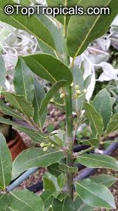 Image result for bay leaf bush foto