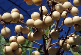 Image result for Deinbollia sp. A