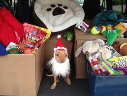 Tuna Melts My Heart The Underdog With The Overbite Tuna The Underdog With An Overbite Hits The Road To Lend A Paw Tuna Dog Phteven Santa Paws