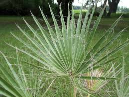 Image result for Washingtonia filifera