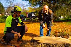 Tree Stump Grinding vs. Removal: Which is Best For You?