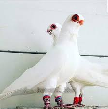 Chinese Nasal Tuft Pigeons Guzel Kuslar Kus