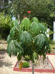 Image result for Jatropha erythropoda