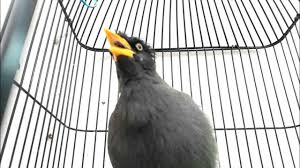 Hd wallpapers and background images. Terapi Burung Jalak Kebo Id Lif Co Id