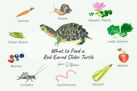 what should i feed my red eared slider turtle