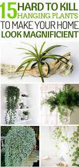 15 Hard To Kill House Plants That Are Super Low Maintenance Hanging Plants Hanging Plants Indoor Plants