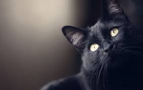 Al yaum al akhir, juz i,ii,iii oleh dr. Tak Cuma Bisa Menghidupkan Orang Mati Ternyata Ini Mitos Lain Kucing Hitam Wartabromo