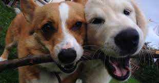 Maisie The Golden Retriever Puppy Broke Her Tooth Pete The Vet
