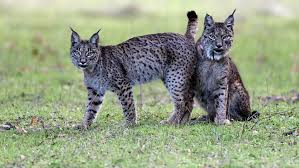We believe our ecosystem deserves a versatile and open device like lynx, for all uses from games & entertainment to professional training and education at a very affordable price point. Dehesa Forest Of The Iberian Lynx Terra Mater Factual Studios