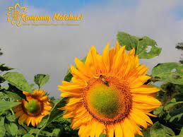 Bibit bunga matahari teddy bear sunflower mudah tumbuh, cocok di iklim panas benih impor kualitas bagus. Kampung Matahari Budidaya Wisata Bunga Matahari