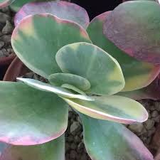 Kalanchoe Thyrsiflora Variegata Plants Sunnyplants Com Living Stone Plant Plants Stone Plant
