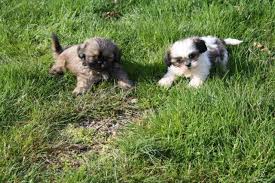 Rambo male mini shih tzu puppy. Imperial Shih Tzu Puppy For Sale In Lawrenceburg Tennessee Classified Americanlisted Com