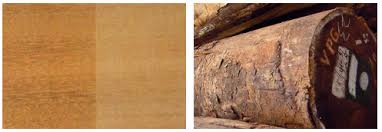 Image result for Lovoa swynnertonii