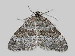 Image result for Entephria polata