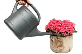 Kalanchoe Verzorging Tips Informatie 123planten Nl