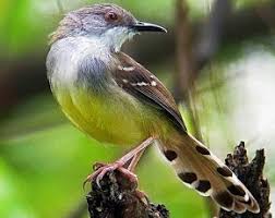 Cara perawatan harian burung ciblek biar gacor dan sehat. Cara Paling Jitu Membedakan Burung Ciblek Jantan Dan Betina Burung Mania