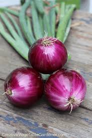 Can you use onions right out of the garden. Creative Vegetable Gardener How To Grow Awesome Onions In Your Garden