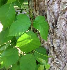 But if you keep observing the vine. Poison Ivy Vs Virginia Creeper How Can You Tell The Difference The Parke Company