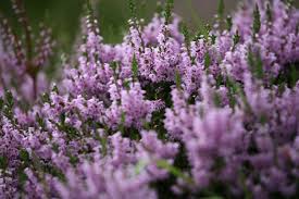 Heather S Scientific Name Calluna Vulgaris Comes From The Greek Kallune Meaning To Clean Or Brush Native To I Heather Flower Heathers Flower Pictures