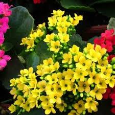 Kalanchoe Blossfeldiana Flaming Katy Kalanchoe Blossfeldiana Kalanchoe Flowers Blooming Succulents