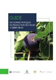 Aku akan dukung terus semangat kalian sekarang. Pdf Guide Des Bonnes Pratiques De Production Des Figues A Djebba Beja