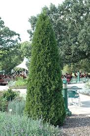Be sure not to plant too deep, the root ball must be level. Emerald Green Arborvitae Thuja Occidentalis Smaragd In Boston Concord Sudbury Weston Newton Lexington Massachusetts Ma At Stonegate Gardens
