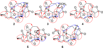 Image result for Croton kilwae