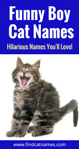 Names Find Cat Names Funny Cat Names Boy Cat Names Cat Names